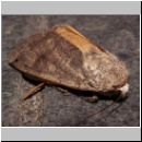 Noctua pronuba -  Eule - Hausmutter 01b.jpg